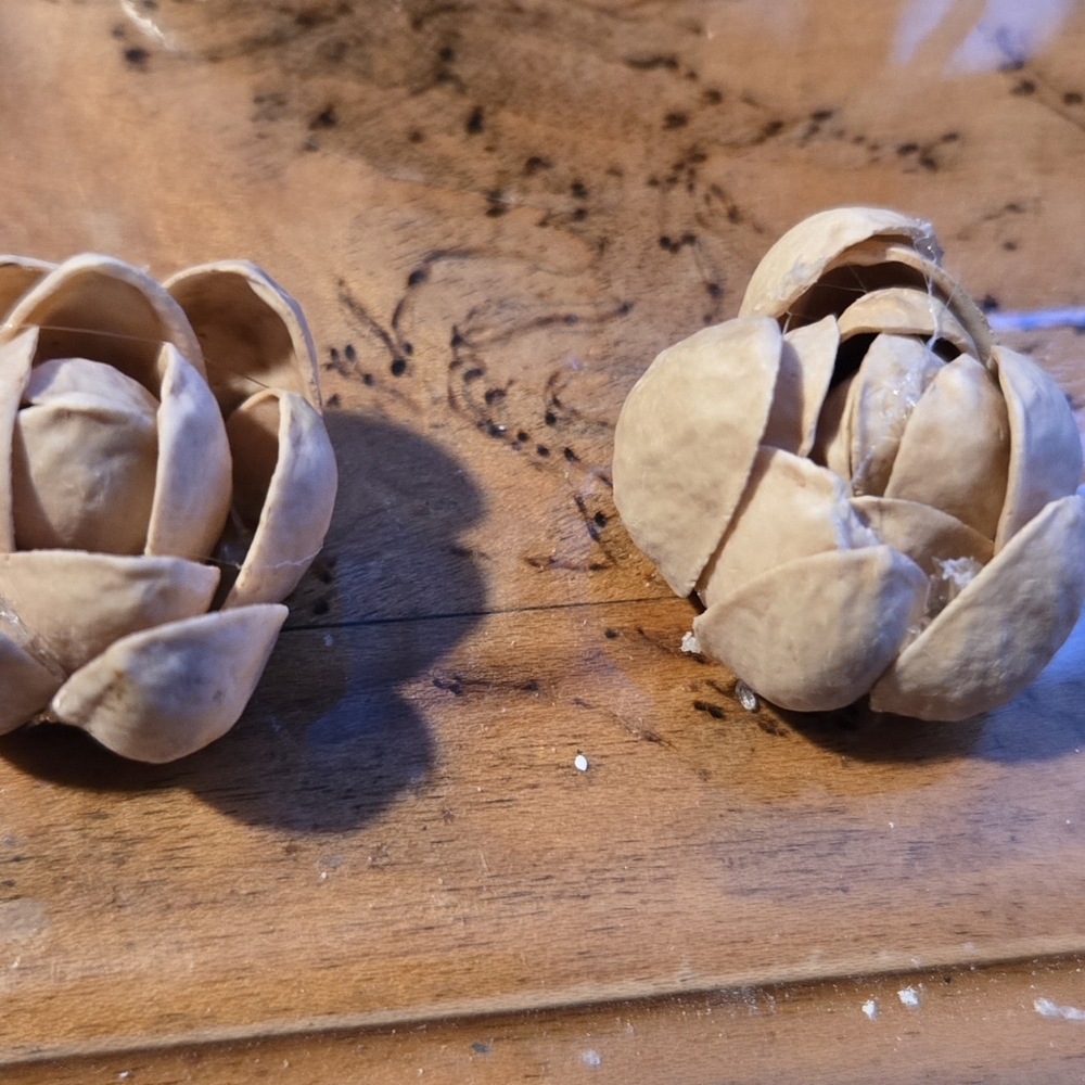 Shell Flowers